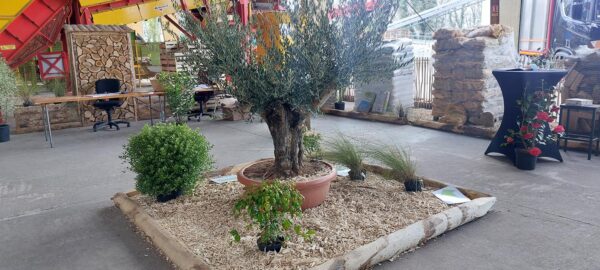 Paillage de peuplier palette – Image 2
